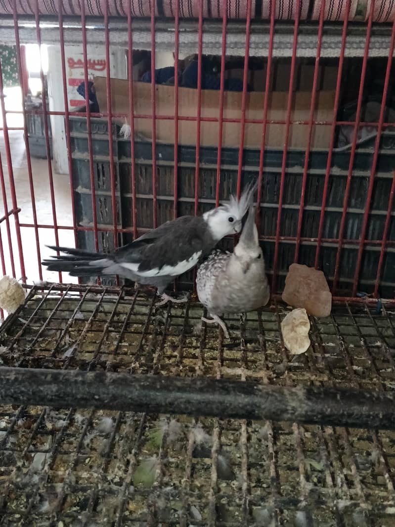 Mix Cocketails breed pair 4