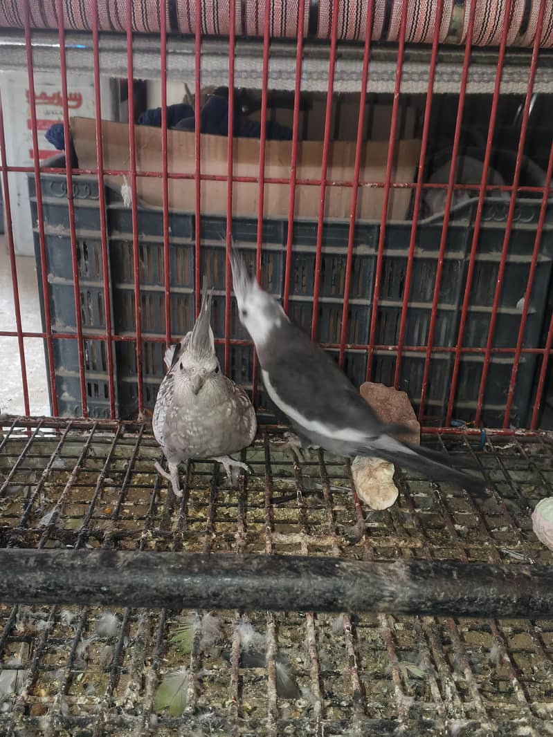 Mix Cocketails breed pair 5