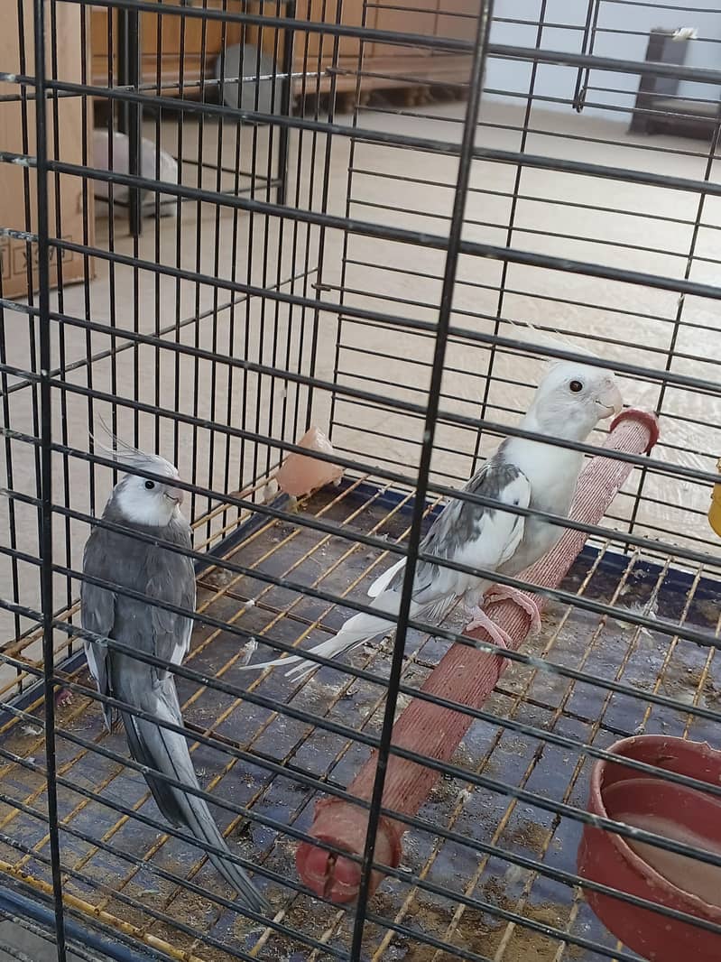 Mix Cocketails breed pair 6