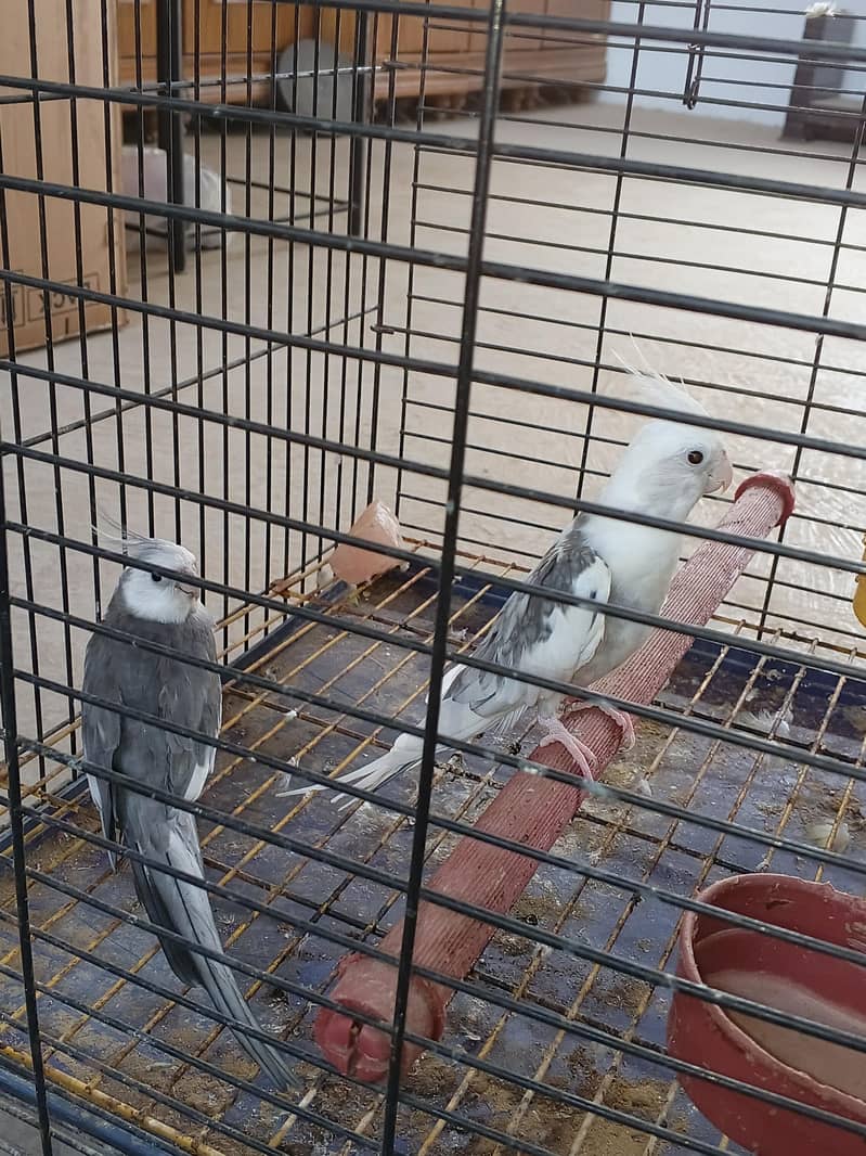 Mix Cocketails breed pair 7