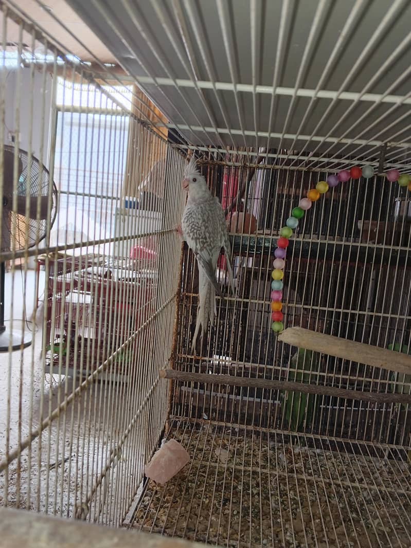 Mix Cocketails breed pair 8