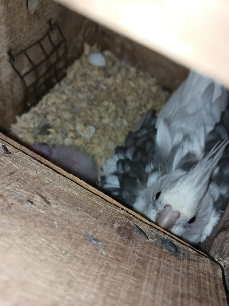 Mix Cocketails breed pair 9