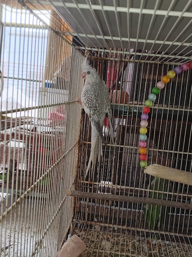 Mix Cocketails breed pair 10