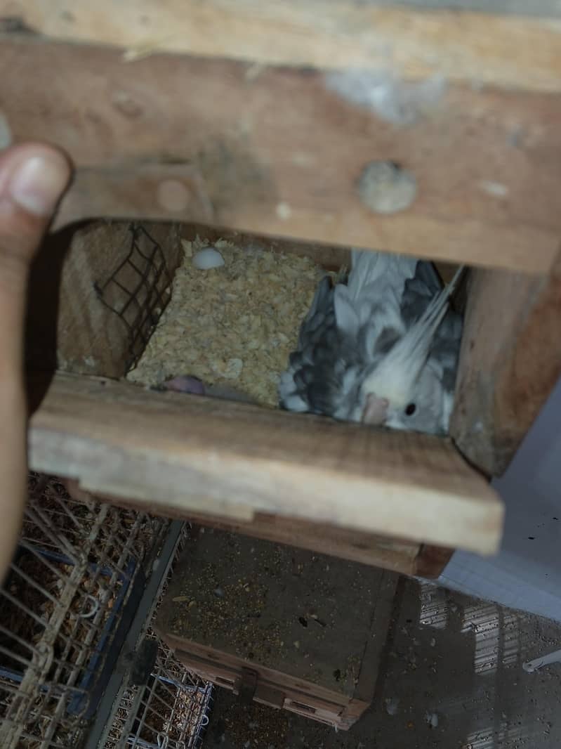 Mix Cocketails breed pair 11