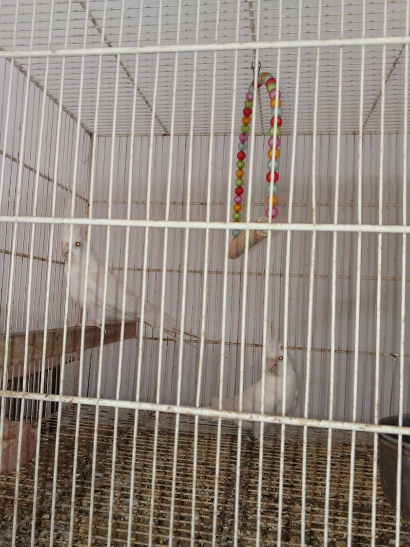 Mix Cocketails breed pair 12