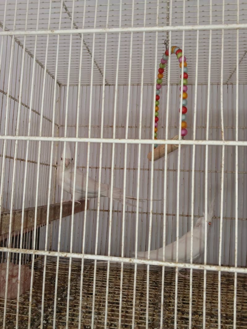 Mix Cocketails breed pair 13