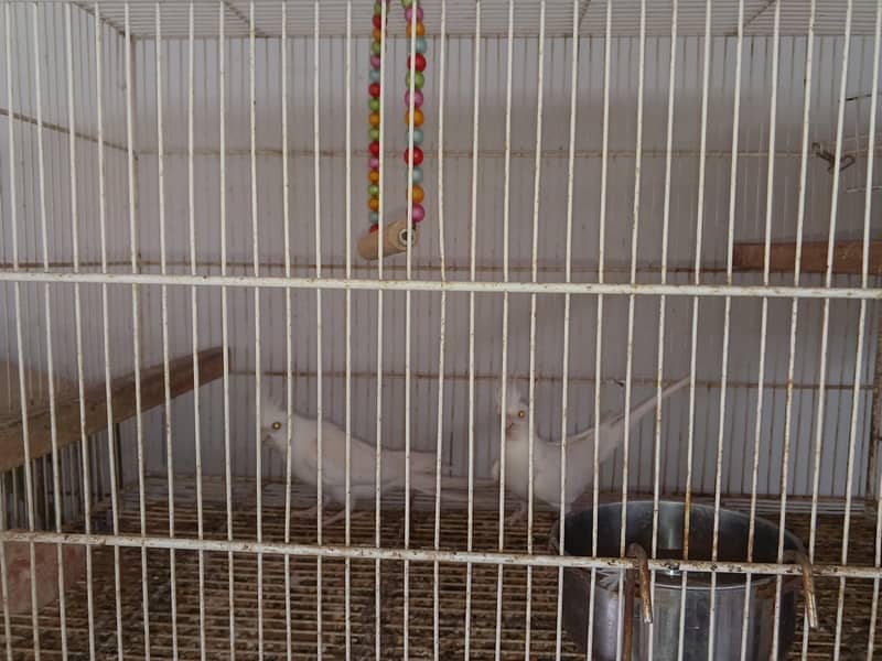 Mix Cocketails breed pair 14