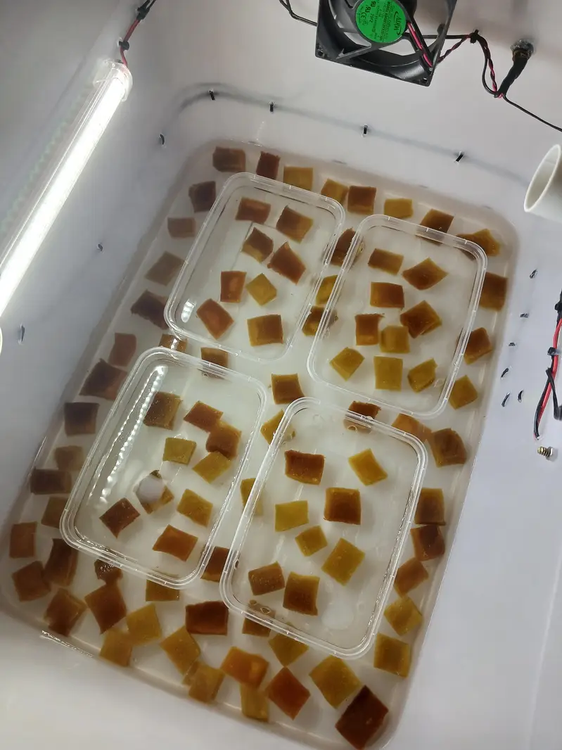 70 to 80 egg incubator manual or fresh and brand new incubator — photo 9