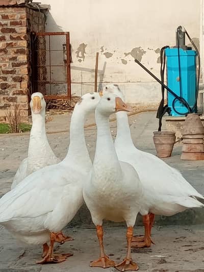 5 white ducks full set egg laying