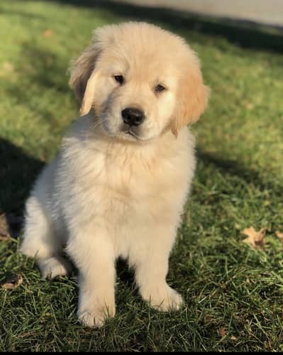 Golden retriever puppies 92@344*6933885