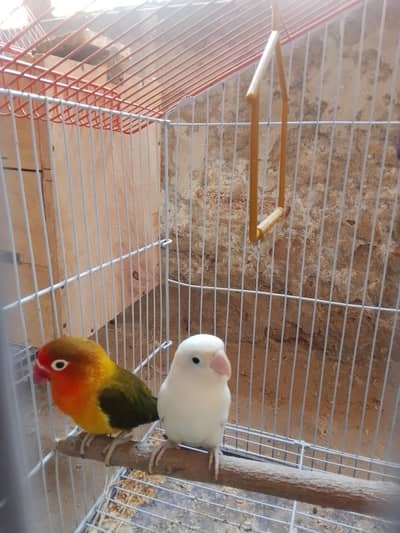 Breeding pair hai