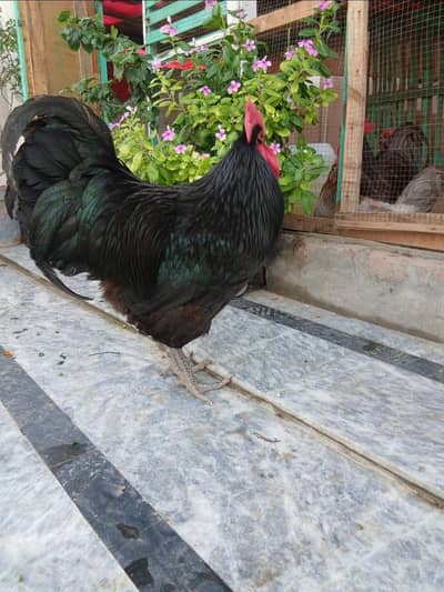 australorp heritage male chicks available 4 month age