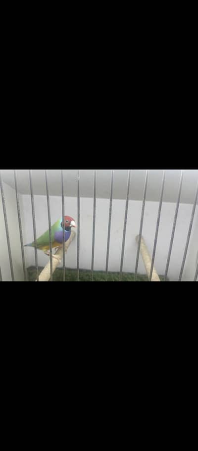 green conform split blue male available