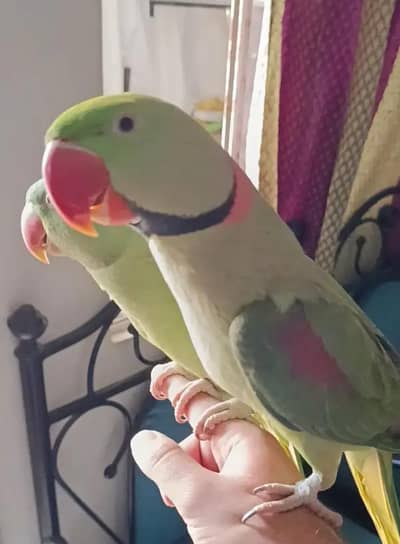 Kashmiri raw parrot for sale