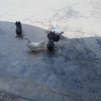 pigeons