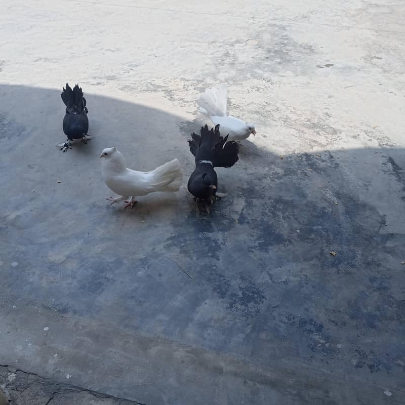 pigeons 0