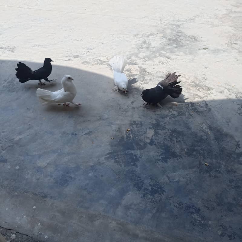 pigeons 1
