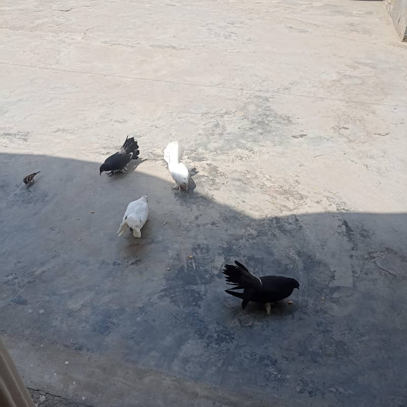 pigeons 2