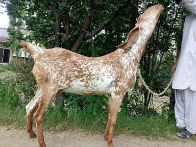 Pure maki cheni Goat