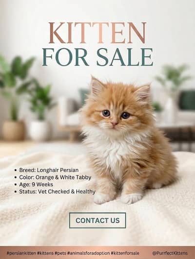 beautiful female kitten