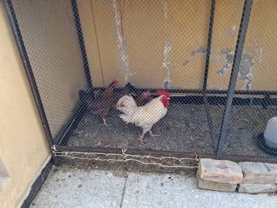 6 male 5 female with 12 feet cage