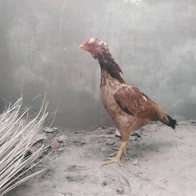 aseel amrohi murgi