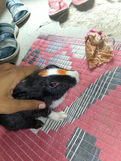 rabet
