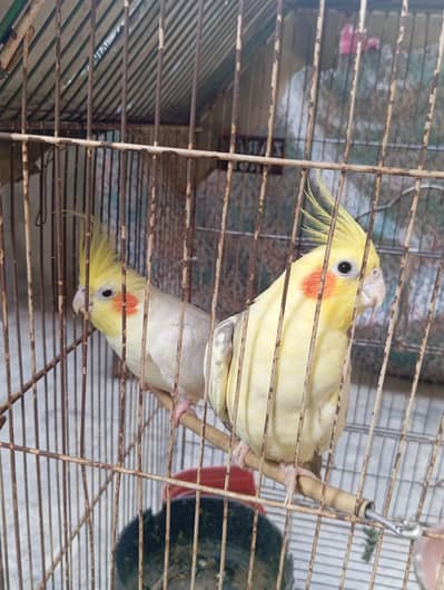Pair of Cocktail Parrot for Sale