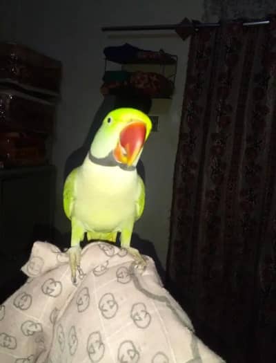 Kashmiri raw parrot for sale