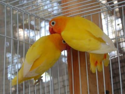 Lovebirds