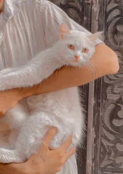 Persian cat