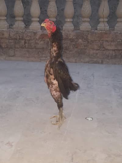 pure aseel pakoya patha