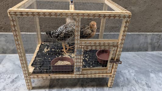 chicks baby for sale