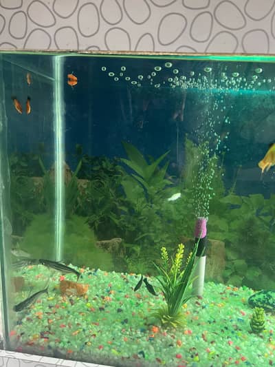 Fish Aquarium with Fish