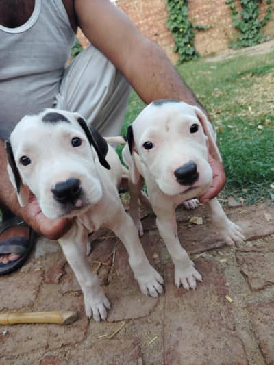 Boli dogs