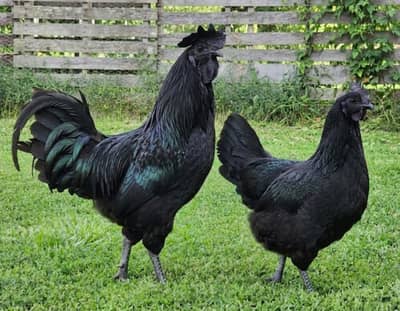 Ayam Cemani Pair || Black Hens Pair