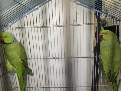 Beautiful Talking Ringneck Pair