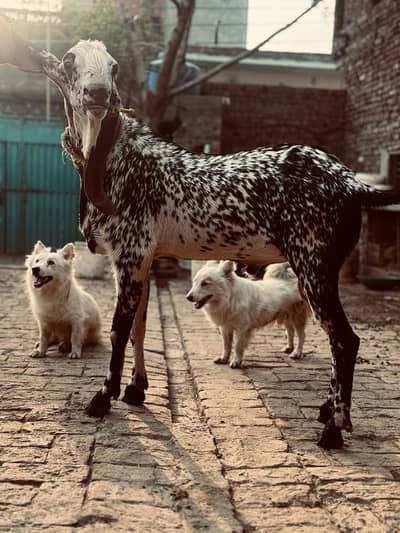 Makha china bakra breder
