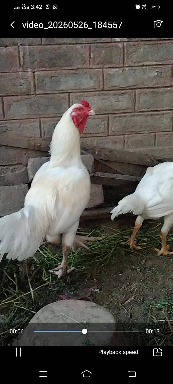 Love Pair 2