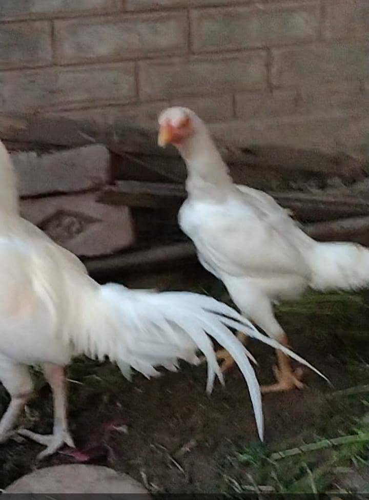Love Pair 3