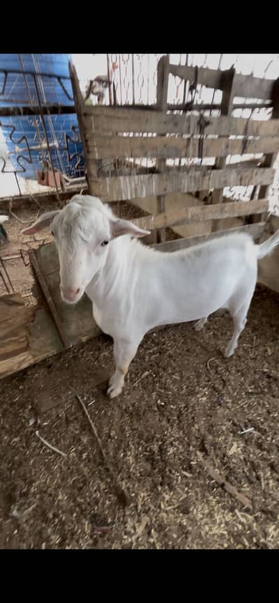 Teddy bakra for sale