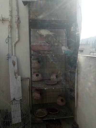Cage 4  portions