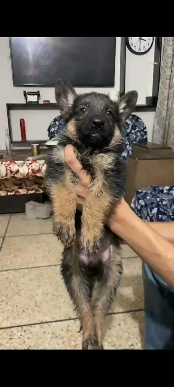 Black Shaphard Puppies Available. — photo 8