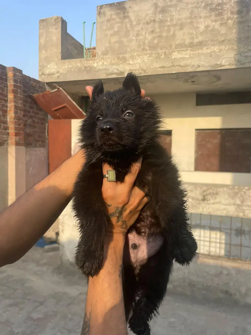 Black Shaphard Puppies Available. — photo 10
