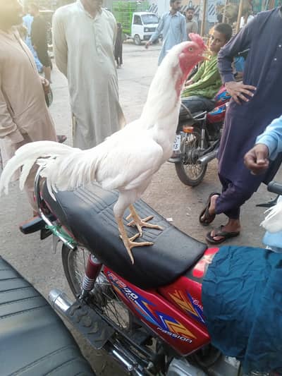 heera