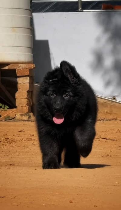 VERY HIGH QUALITY GERMAN SHEHPERD BLACK PUPPY FOR SALE