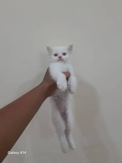 Persian cat