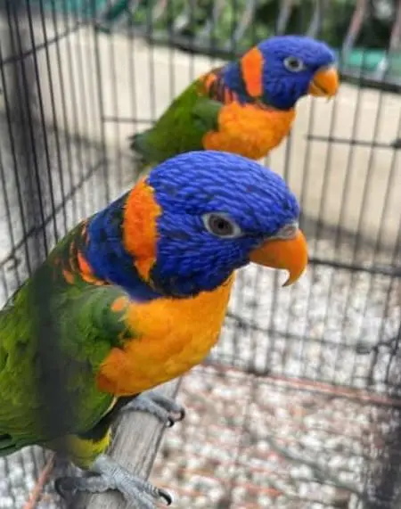 lorries pair