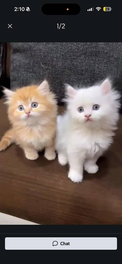 Persian kittens