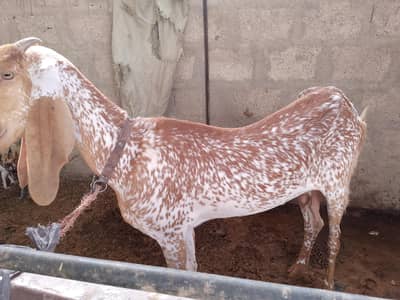 Makkah cheni bakri